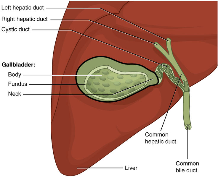Diagram of liver and gallbladder showing common bile duct.